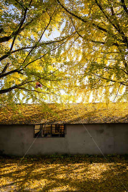 은행나무,단풍,가을,ginkgo,autumn,fall,tree,나무,plant,식물,가을,계절,fall,autumn,season,식물,자연,plants,nature,나무,trees,wood