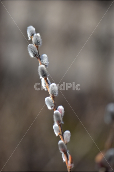 갯버들,버들강아지,사진,식물,도감,plant,tree,nature,자연,생태,겨울,계절,나무,목본,학습,자료,study,겨울,계절,winter,season,식물,자연,plants,nature