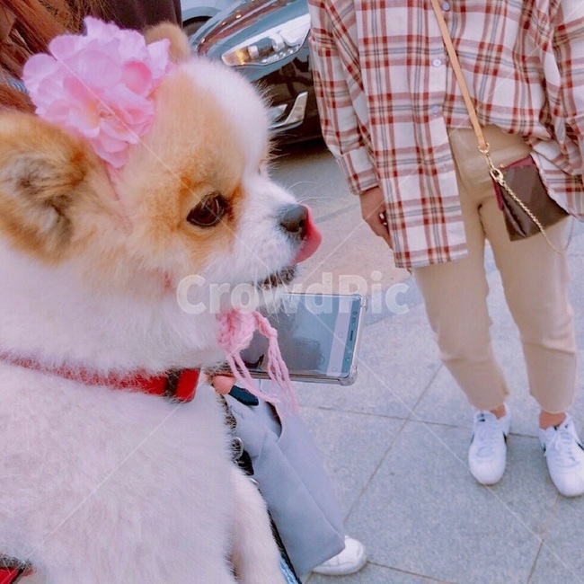 happy,Pomeranian,cute,flower,puppy,Beloved,animal,doggy,dog,pet dog