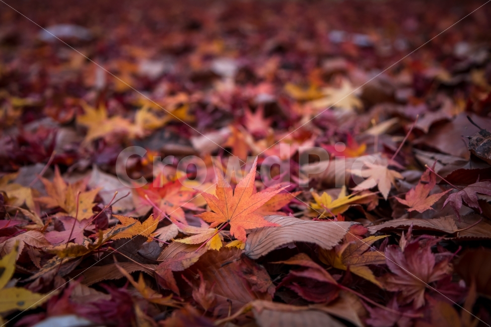 자연,풍경,가을,단풍,낙엽,단풍잎,가을,계절,fall,autumn,season,식물,자연,plants,nature,plant,leaf,잎,tree,나무