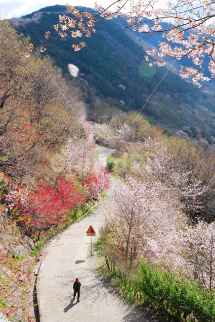 진해,진해군항제,군항제,벚꽃,경남,일상,자연,니콘,NIKON,D80,DSLR,사진,여행,정취,느낌,파스텔톤,파스텔,추억,풋사랑,첫사랑,수줍음,봄,안민고개,드림로드,안민,창원,드림,로드,자연,풍경,nature,landscape,봄,계절,spring,season,plant,식물