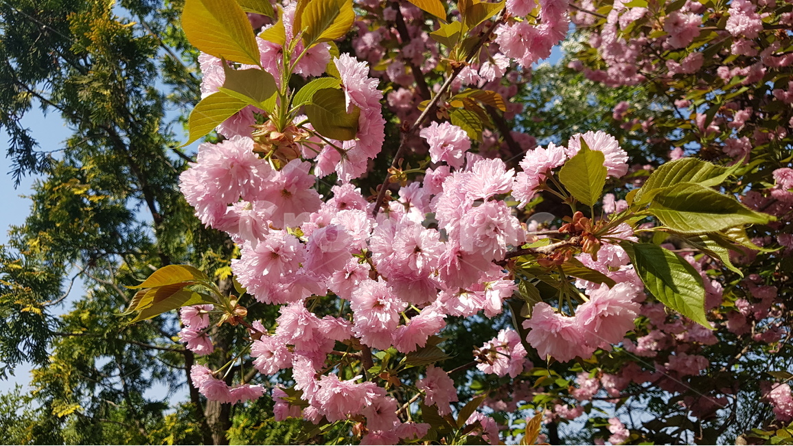 겹벚꽃,벚꽃,봄,꽃,핑크,cherryblossom,분홍,분홍색,자연,flower,flowers,spring,nature,plants,계절,pink,season,식물,왕벚꽃,꽃잎,봄,계절,spring,season,식물,자연,plants,nature,꽃,flower,plant,blossom