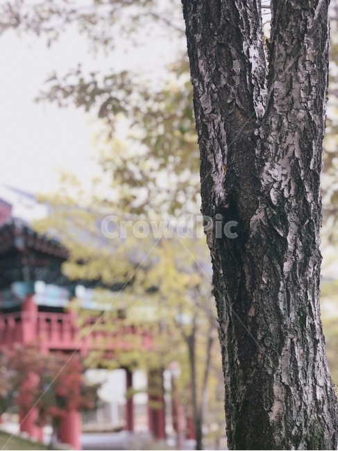 가을,한옥,기와,나무,전통,고풍,클로즈업,한국전통,한국문화,자연,안동,건축물,건물외관,koreantraditional,koreanculture,building