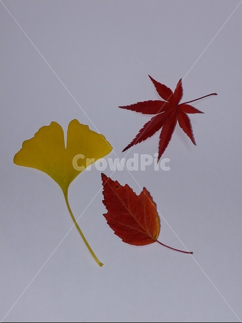 가을,단풍,나뭇잎,단풍잎,낙엽,잎,leaf,식물,나무