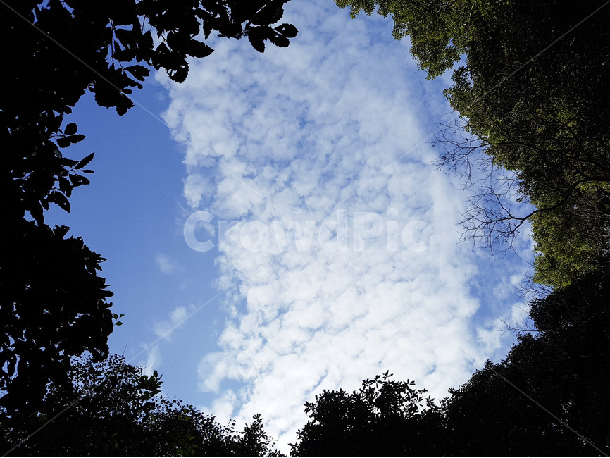 나무,풍경,하늘,흰구름,파랑,자연,풍경,nature,landscape,outdoors,옥외