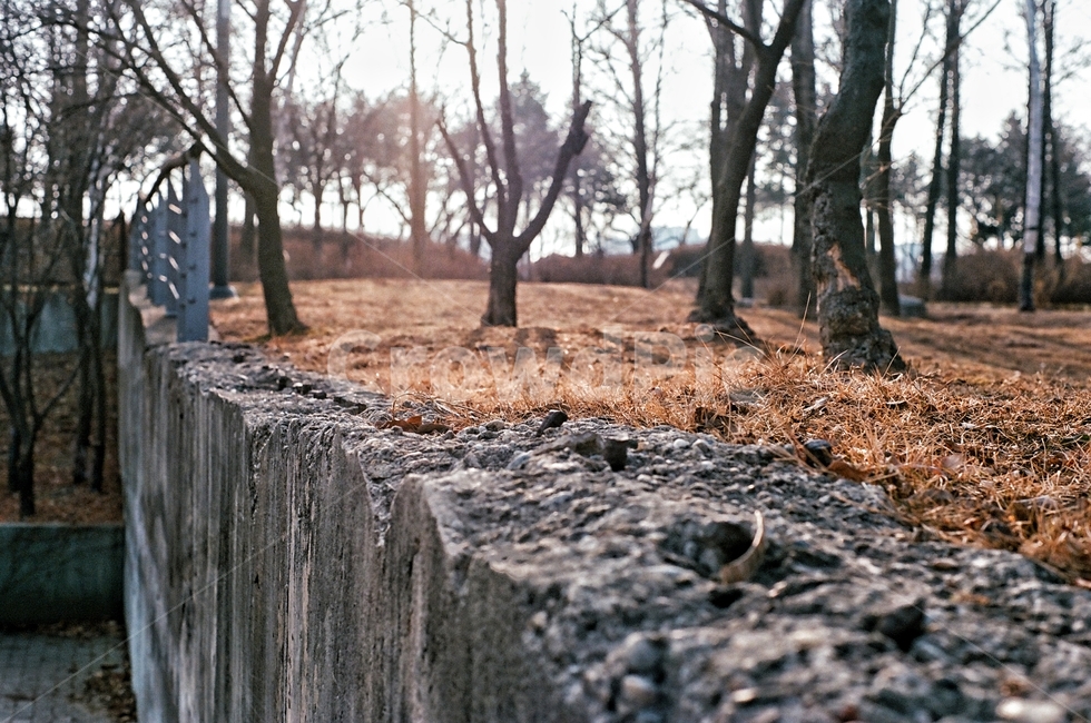 서울,선유도,공원,가을,자연,필름사진,아날로그,빈티지,park,fall,film,analog,vintage,자연,풍경,nature,landscape,tree,나무,plant,식물,ground,바닥,tree trunk,나무 줄기