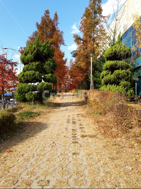 단풍,단풍길,가을,거리,맑은날
