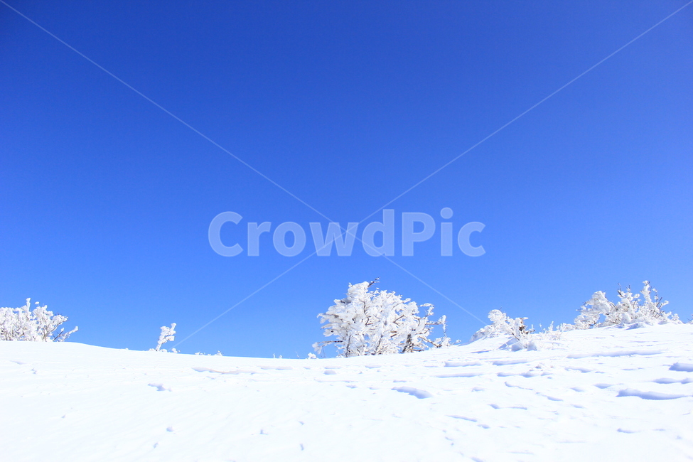 한라산,겨울,제주한라산,눈,제주,제주겨울,풍경,자연,겨울,계절,winter,season,자연,풍경,nature,landscape,outdoors,옥외,snow