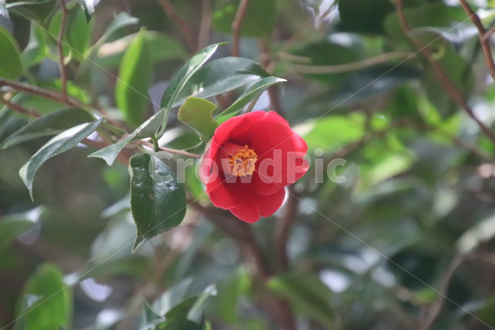 나무,꽃,겨울,봄,동백,식물,자연,plants,nature,꽃,flower