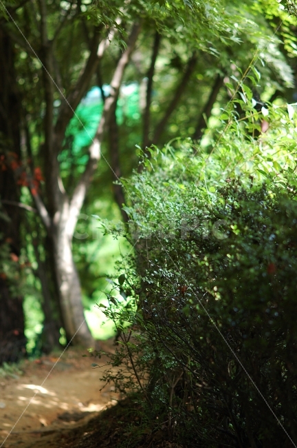 등산로,계족산,나무,자연,대전,등산,자연,풍경,nature,landscape,휴식,힐링,rest,relaxation,healing,tree,plant,식물