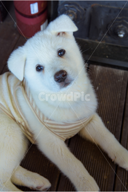 강아지,동물,진도개,반려견,애견,dog,puppy,animal,백구,개,애완동물,동물,animal,포유류,mammal,개,강아지,dog,doggy