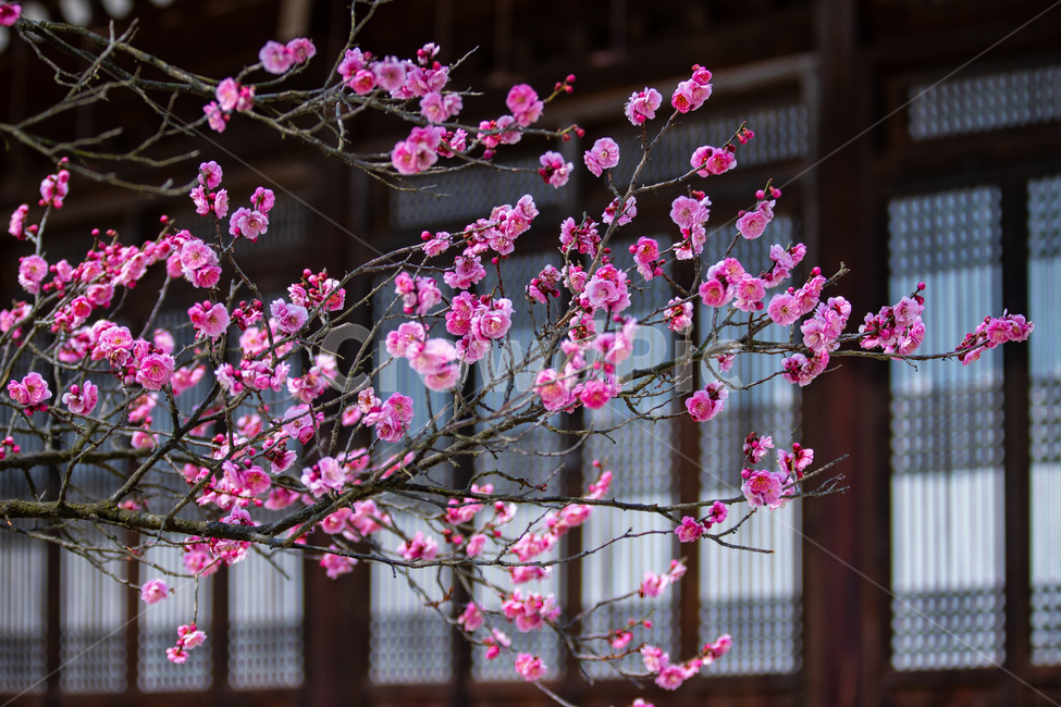 봄,꽃,홍매화,고택,감성,봄,계절,spring,season,한국전통,한국문화,korean traditional,korean culture,식물,자연,plants,nature,꽃,flower,plant,blossom