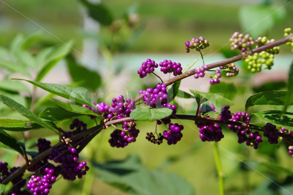 작살나무열매,가을,열매,보라색,보라열매,식물,자연,plants,nature,음식,식재료,요리,food,cook,meal,dishes,food reserves,과일,열매,fruit
