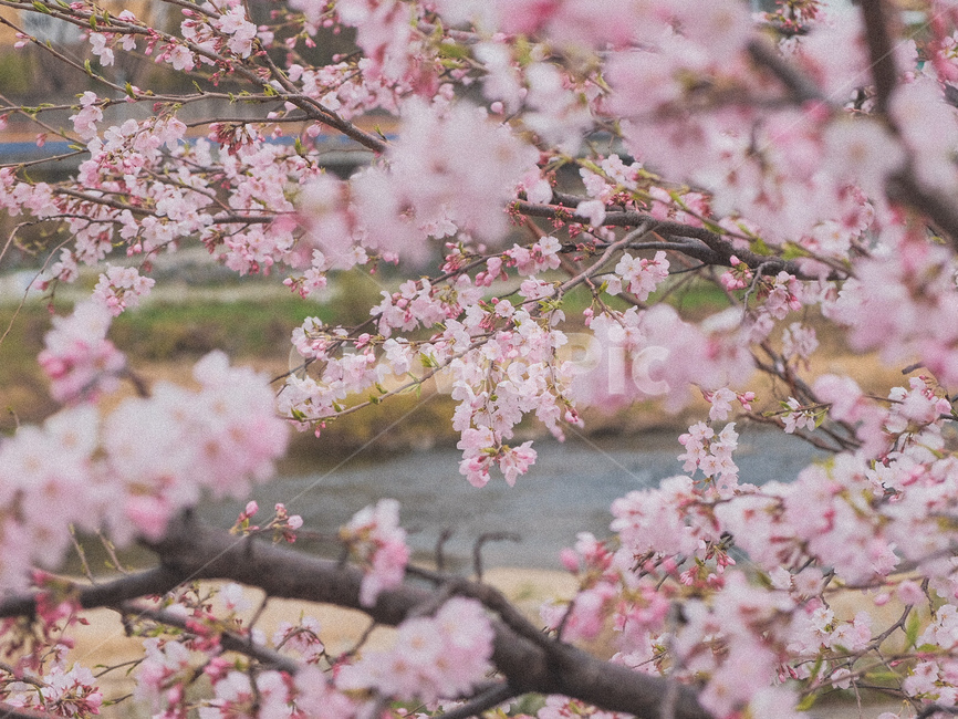 꽃,벚꽃,풍경,감성,색감,하늘,필름,봄,계절,spring,season,자연,풍경,nature,landscape,plant,식물,flower,blossom,cherry blossom