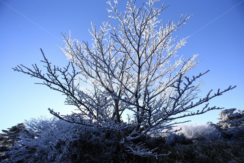 한라산,제주도,산,상고대,눈,눈꽃,겨울,snow,winter,나무,tree