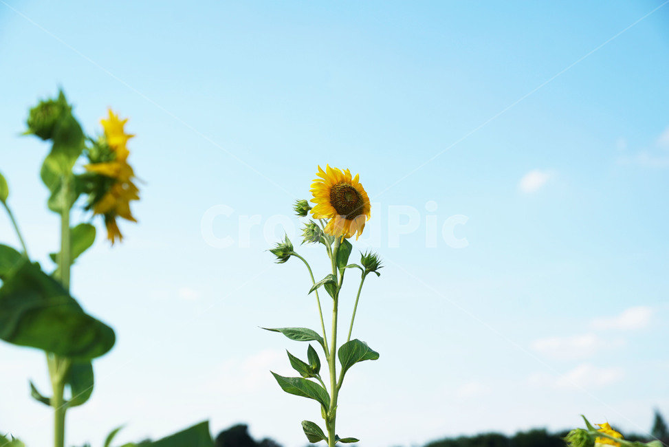 풍경,하늘,가을,여름,해바라기,식물,blossom,꽃,flower,plant
