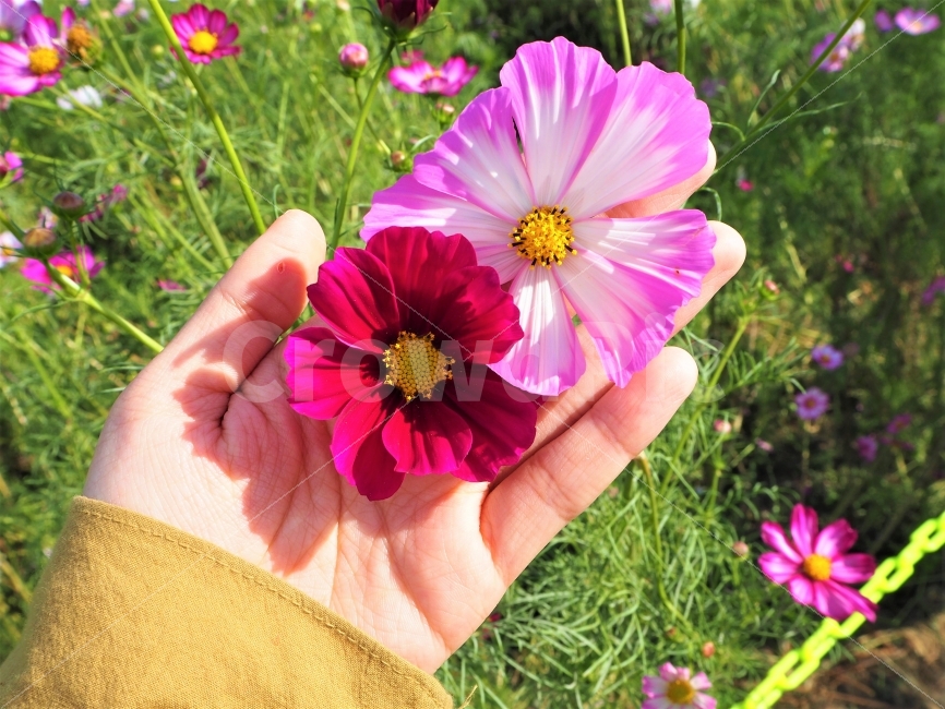 꽃,코스모스,구리코스모스축제,꽃사진,cosmos,instaphotobykykc,가을,계절,fall,autumn,season,식물,자연,plants,nature,꽃,flower,사람,인물,인간,human,person,plant,petal,꽃잎,blossom