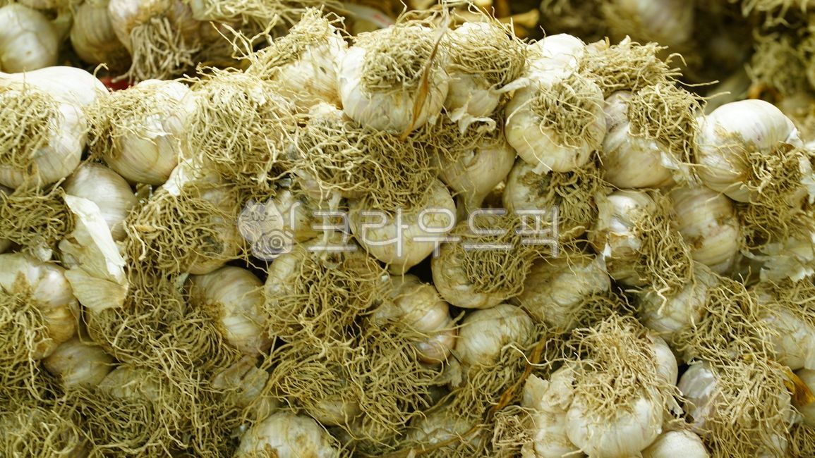 마늘,갈릭,농산물,양념,농작물,밭작물,garlic,spice,채소,야채