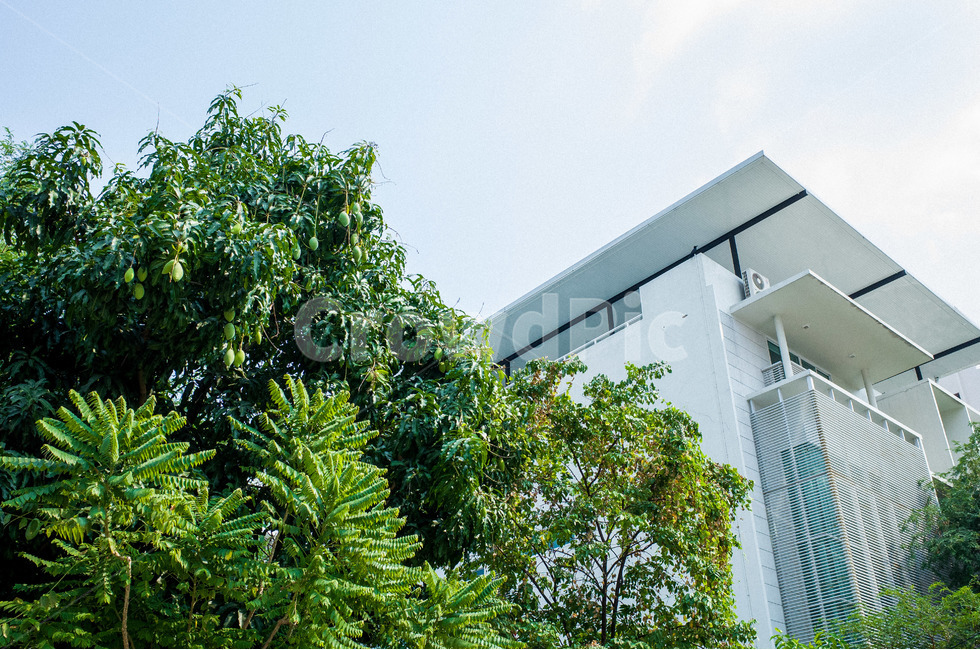 여름,나무,화창한날,태국,외국,하늘,summer,tree,thailand,sky,건축물,건물외관,exterior,building,structure,architecture,construction