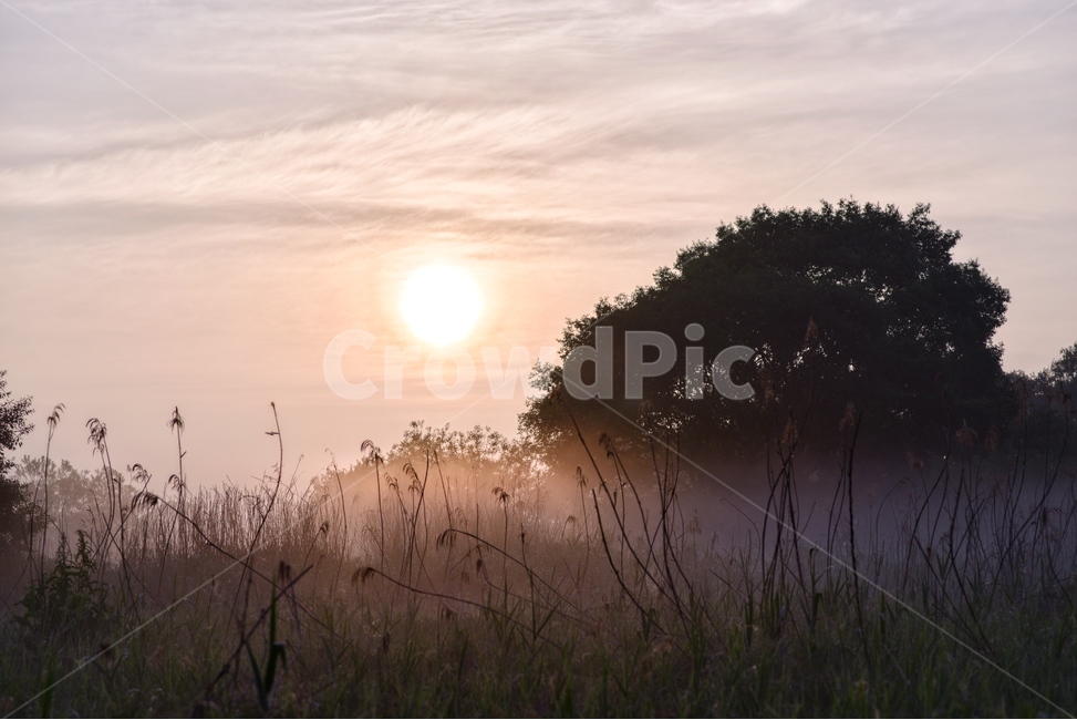 물안개,새벽,늪,일출,자연,풍경,몽환,자연,풍경,nature,landscape,outdoors,옥외