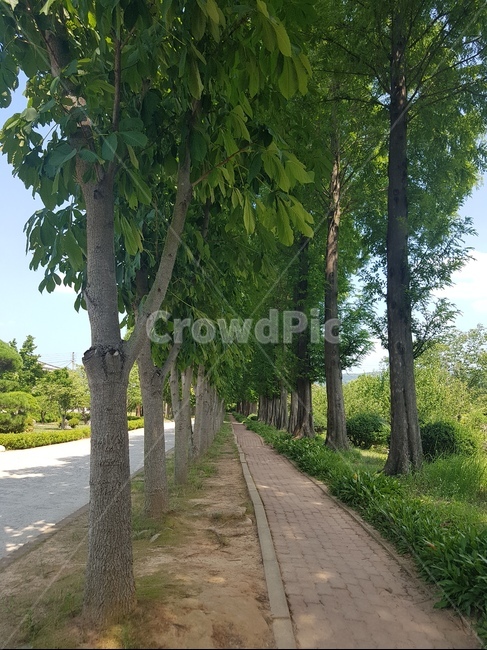 산책로,공원,자연,경관,여름