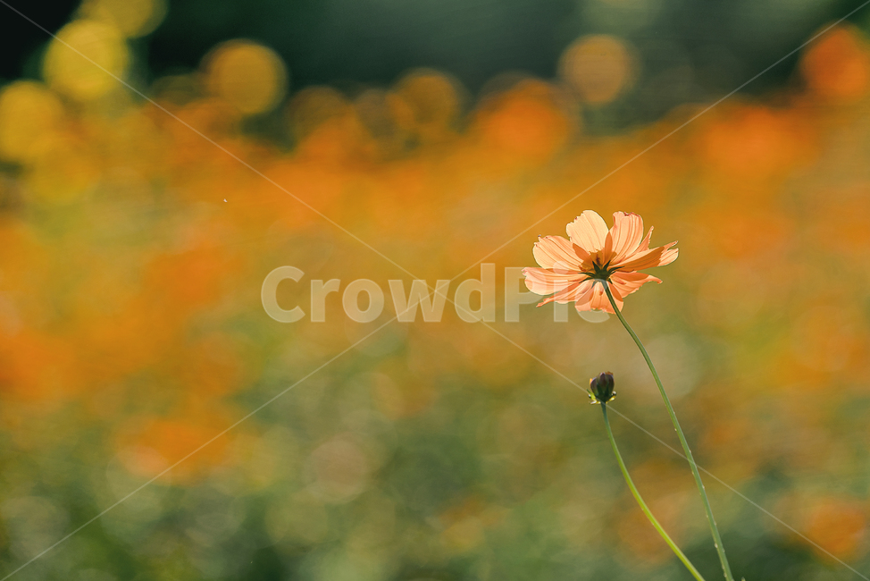꽃,황화코스모스,식물,flower,plant,가을,계절,fall,autumn,season,식물,자연,plants,nature,꽃,flower,leaf,잎