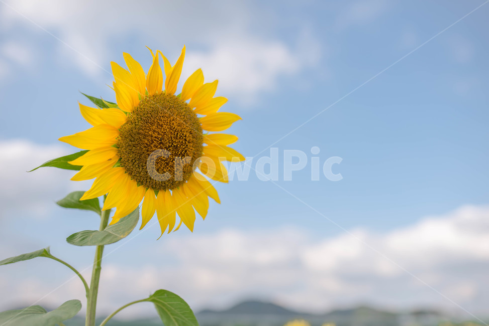 sky,green,yellow,flower garden,sunflower,summer,flower,cloud,blue,Sky blue