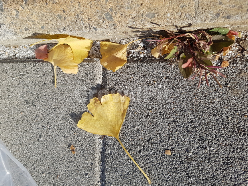 자갈,아스팔트,tarmac,타맥,asphalt,잎,plant,ground,식물,바닥,흙길,road,도로,gravel,dirtroad