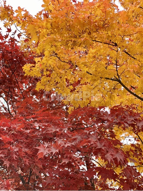 잎,leaf,plant,식물,tree,나무,단풍,maple,가을,계절,fall,autumn,season,식물,자연,plants,nature,나무,trees,wood