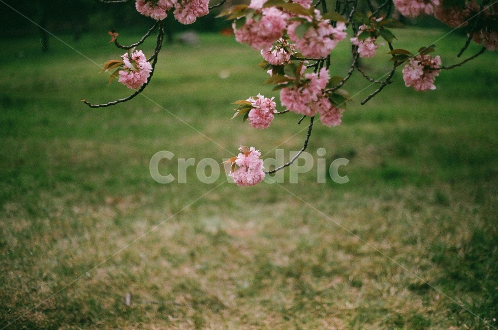벚꽃,봄,왕벚꽃,겹벚꽃,벚꽃놀이,자연,봄,계절,spring,season,식물,자연,plants,nature,꽃,flower,plant