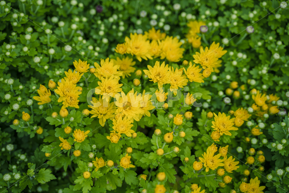 꽃,식물,코스모스,정원,가을,봄,flower,flowers,garden,plant,고화질,빈티지,감성,식물,자연,plants,nature,꽃,flower
