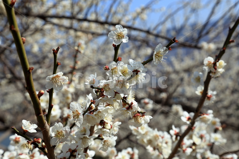 벚꽃,매화꽃,매화,백매화,cherryblossom