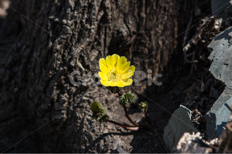 봄,꽃,들꽃,복수초,노란꽃,영흥도,야생화,식물,자연,plants,nature,꽃,flower