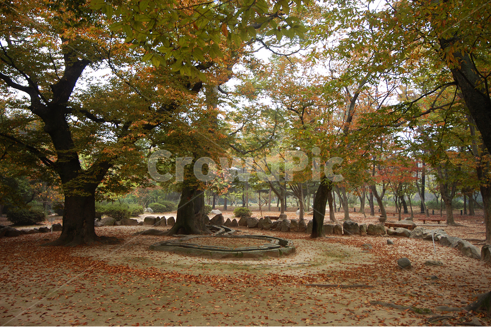 단풍,포석정,식물,가을,낙엽,가을,계절,fall,autumn,season,tree,나무,plant,tree trunk,나무 줄기
