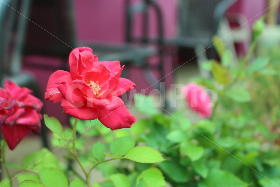 성북동,꽃,산책,동네,꽃집,식물,자연,plants,nature,꽃,flower