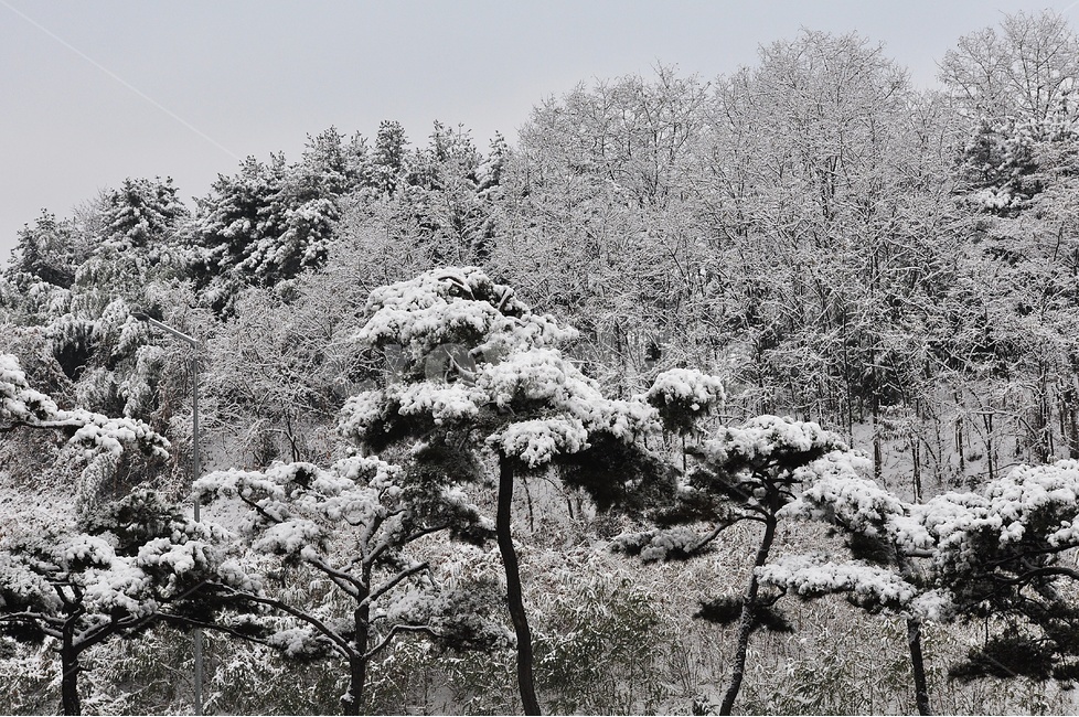 눈,설경,풍경,나무,소나무,겨울,계절,winter,season,자연,풍경,nature,landscape,outdoors,옥외,snow,frost,서리