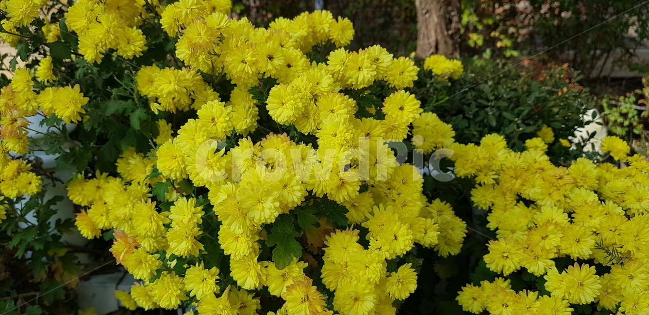 식물,flower,꽃,가을,가을꽃,blossom,식물,자연,plants,nature,꽃,flower