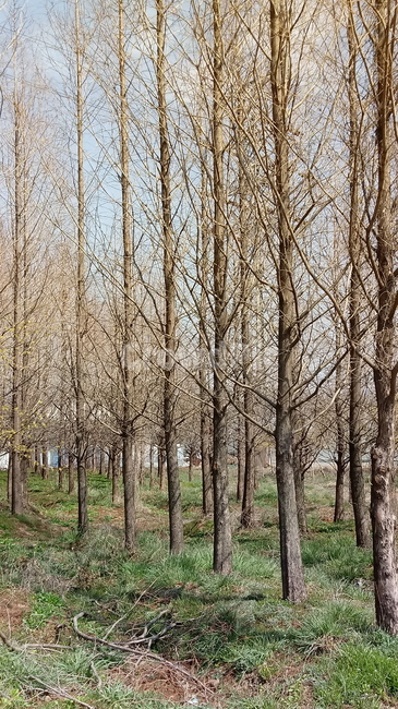 식물,꽃,plant,flower,봄꽃,나무,메타세콰이어,tree