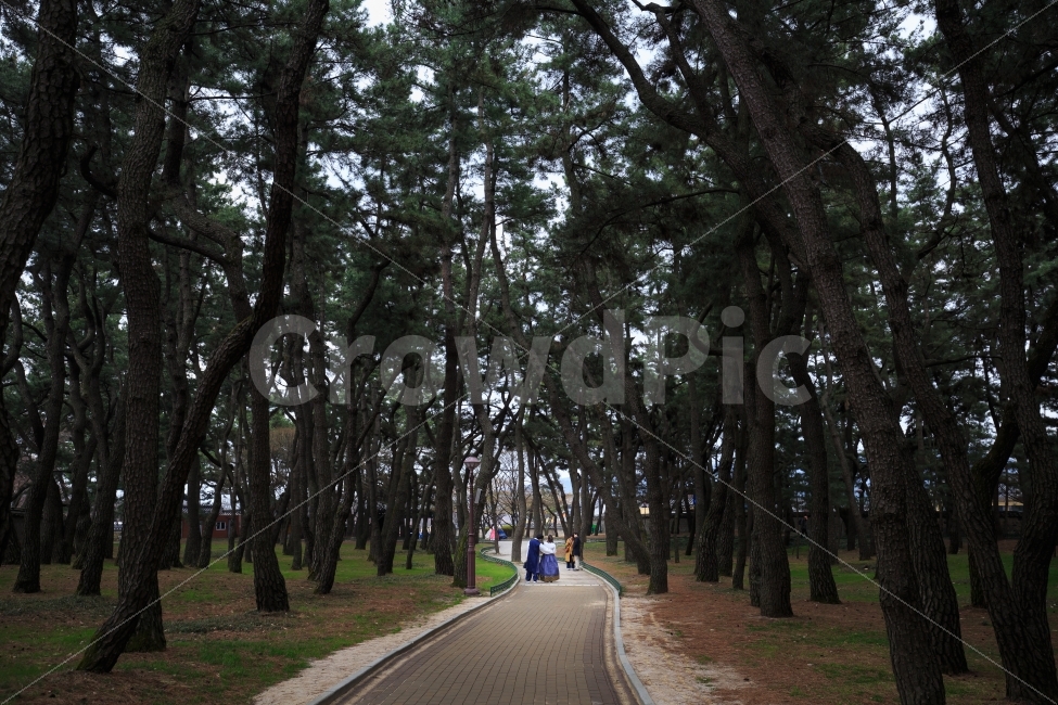 경주,대릉원,소나무,한복,길,한국전통,한국문화,korean traditional,korean culture,자연,풍경,nature,landscape,tree,나무,plant,식물,tree trunk,나무 줄기