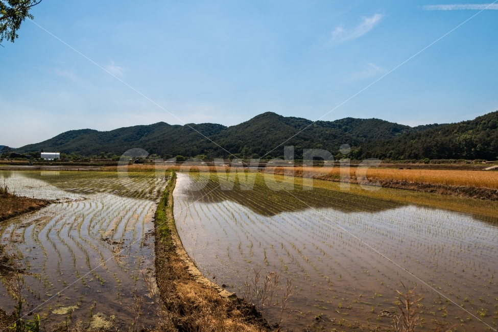 풍경,농촌,시골,논,모내기,여름,농촌의여름,하늘,시골길,자연,풍경,nature,landscape,시골,마을,country,rural,town,grassland,목초지,outdoors,옥외,field,들,paddy field,패디 필드