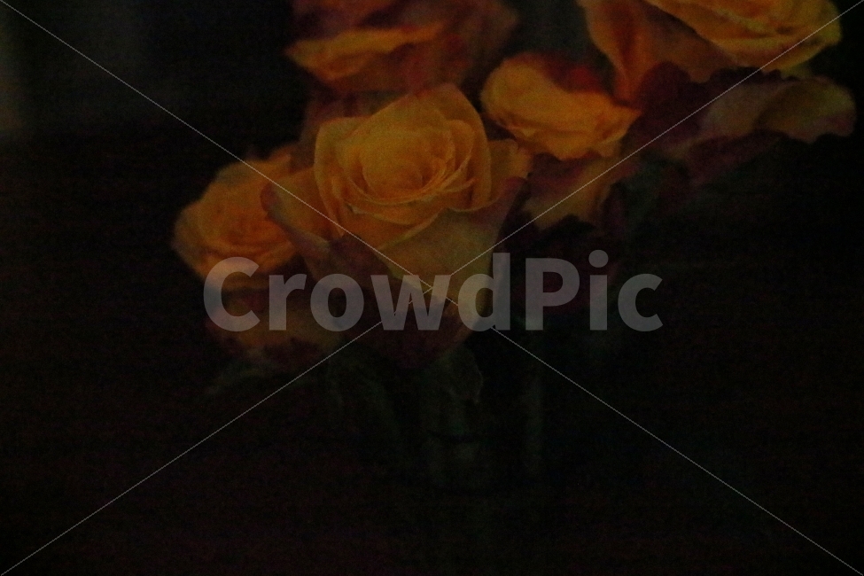 장미꽃,노란장미,꽃,꽃병,장미,테이블,화병,감성사진,아늑한,아름다운,자연,rose,yellowrose,pot,table,sensitive,nature,접사,어두운,음영,향기로운,식물,자연,plants,nature,꽃,flower
