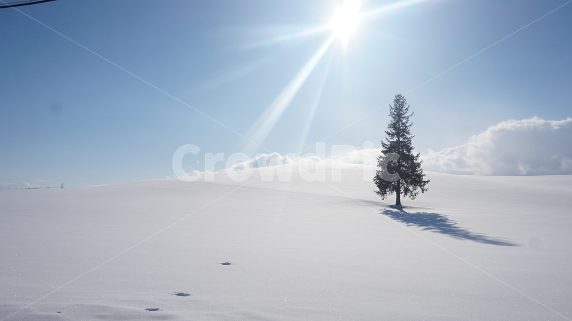비에이,일본,nature,자연,전나무,겨울,계절,winter,season,식물,자연,plants,nature,나무,trees,wood