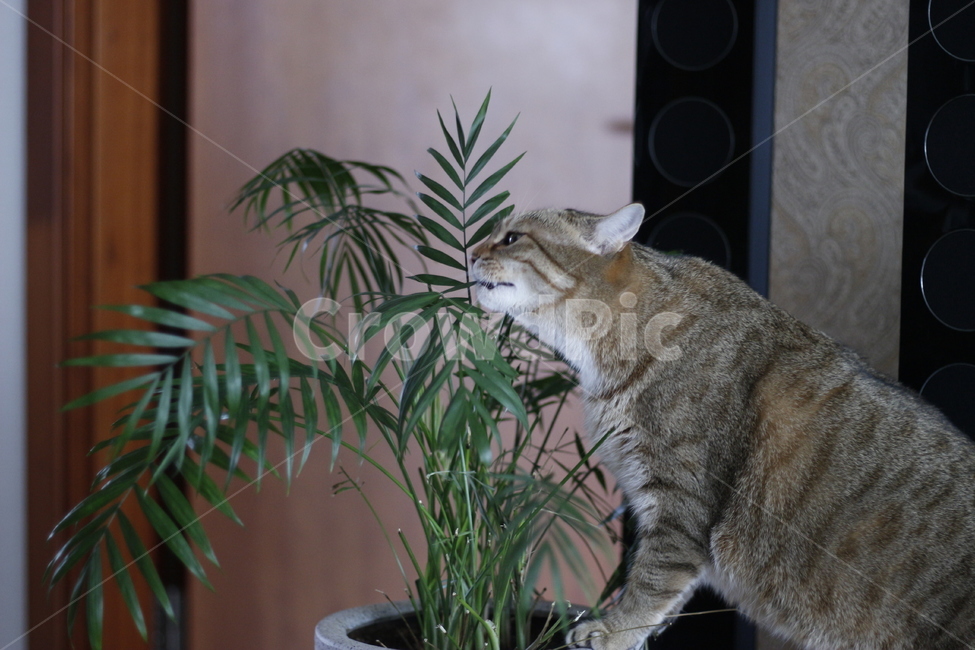 고양이,반려동물,반려묘,동물,길고양이,집사,애완동물,cat,pet,kitten,animal,동물,animal,고양이,cat,kitten,kitty