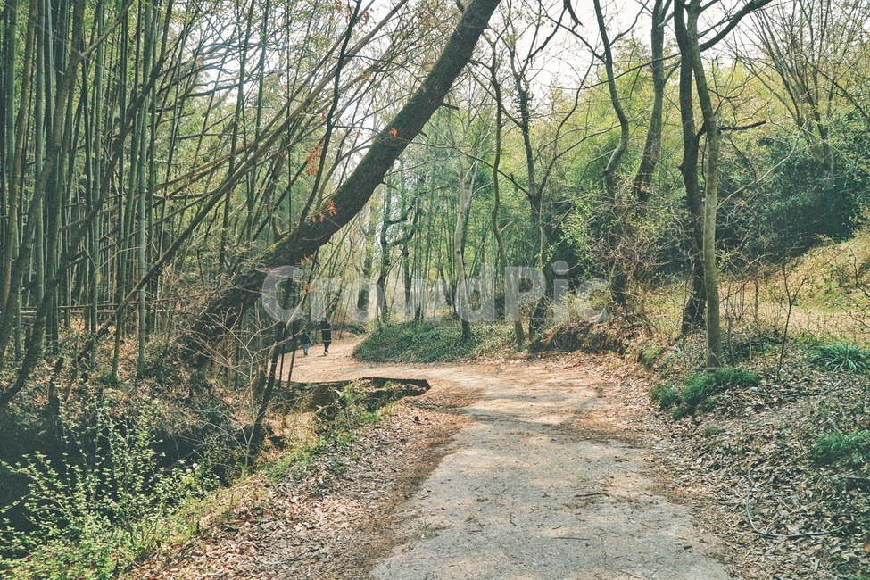 길,나무,자연,nature,tree,소쇄원,숲,담양,자연,풍경,nature,landscape,감성,sensible,feeling,road,도로,gravel,자갈,dirt road,흙길,path,통로,ground,바닥