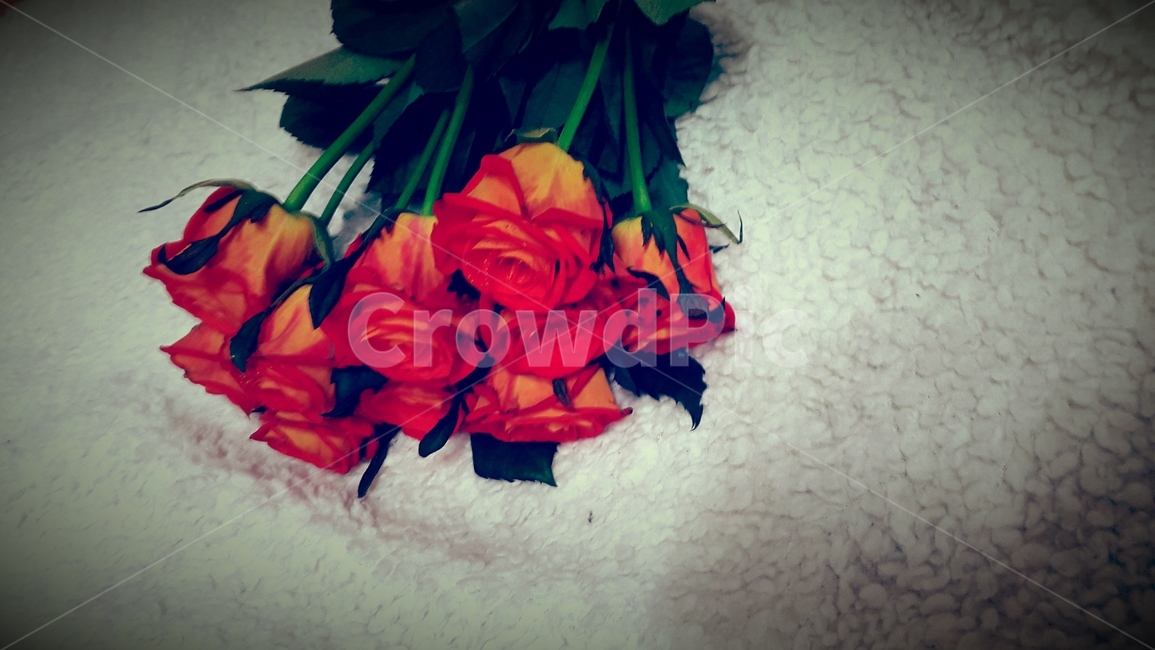 꽃,플라워,꽃다발,부케,장미,flower,bouquet,rose,이벤트,event,서프라이즈,surprise,컬러풀,colorful,생일,birthday,축하,파티,party,선물,present,따뜻한,부드러운,감성적인