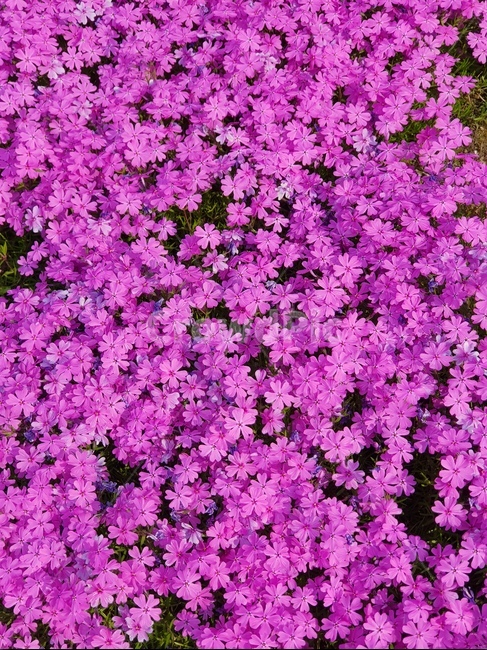 보라색,봄,purple,blossom,plant,식물,꽃,flower,식물,자연,plants,nature,꽃,flower
