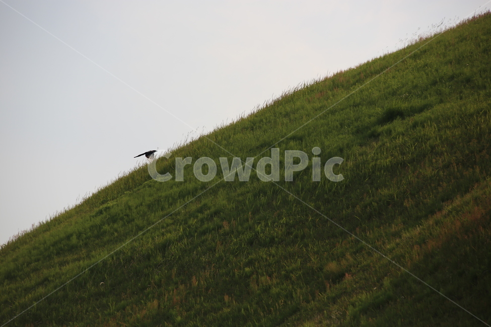 자연,slope,까치,언덕,왕릉,자연,풍경,nature,landscape,경사,outdoors,옥외,grassland,목초지,field,들,hill