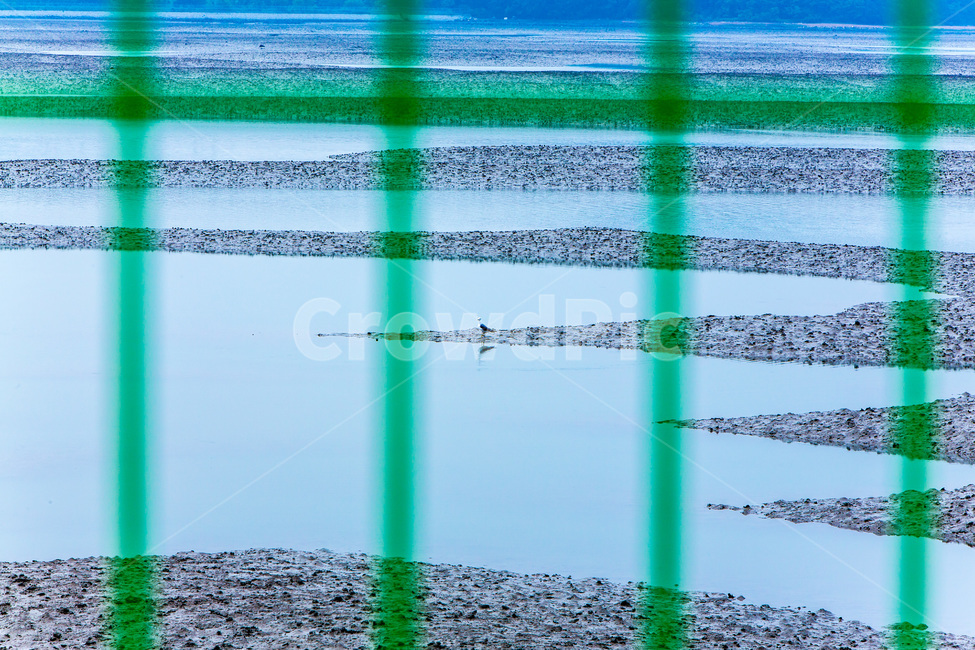 갯벌,갈매기,자연,환경,풍경,썰물,해변,바다,beach,sea,동물,animal,조류,새,birds