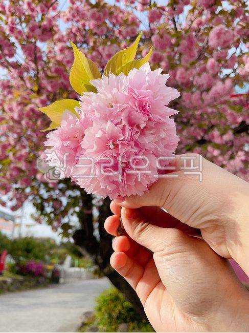 love,Double cherry blossoms,couple,petal,person,flower
