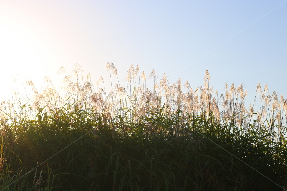 억새,억새풀,식물,자연,가을,벼과,가을,계절,fall,autumn,season,grass,잔디,plant,lawn